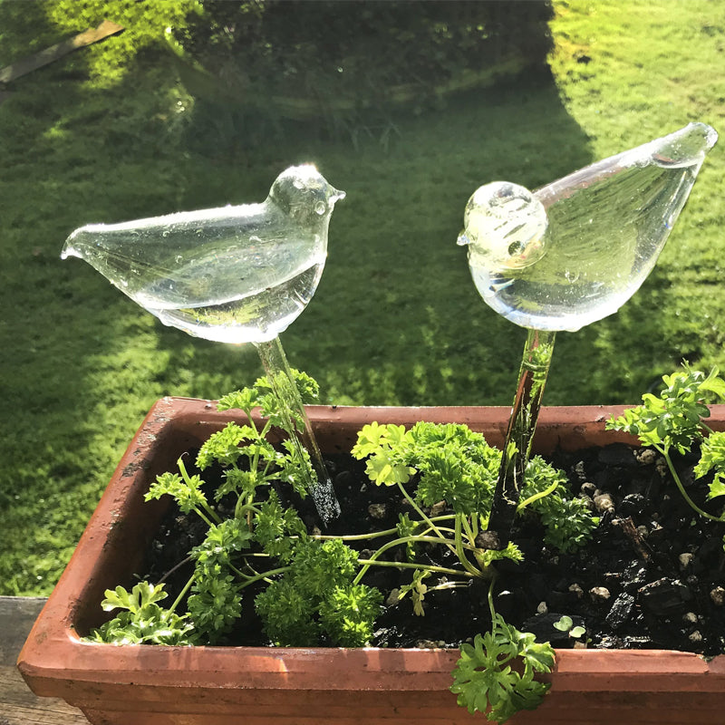 Self-watering Plant Glass Bulb