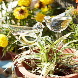 Self-watering Plant Glass Bulb